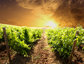 vineyards with history